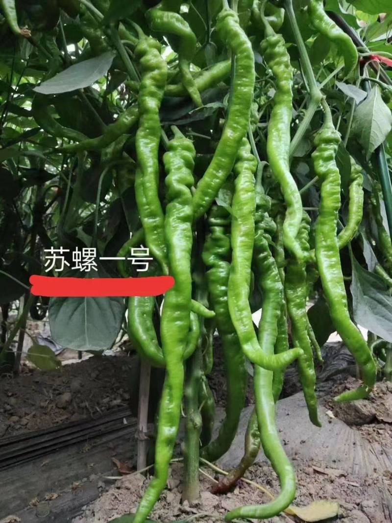 苏润苏螺一号螺丝椒种子螺丝线椒种籽加长皱皮薄皮辣椒种子