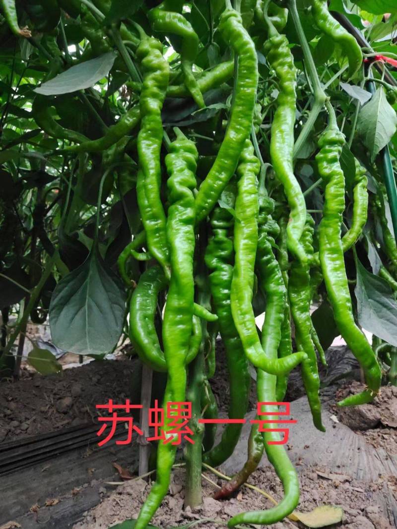 苏润苏螺一号螺丝椒种子螺丝线椒种籽加长皱皮薄皮辣椒种子