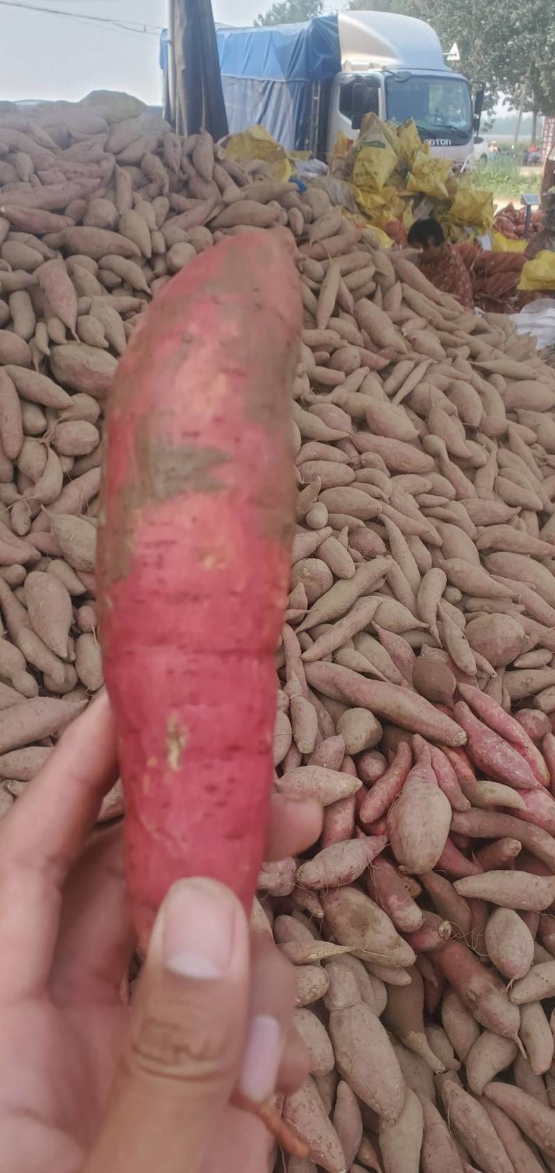 山东红薯西瓜红产地直发现挖鲜果糯甜无丝甜度高规模大