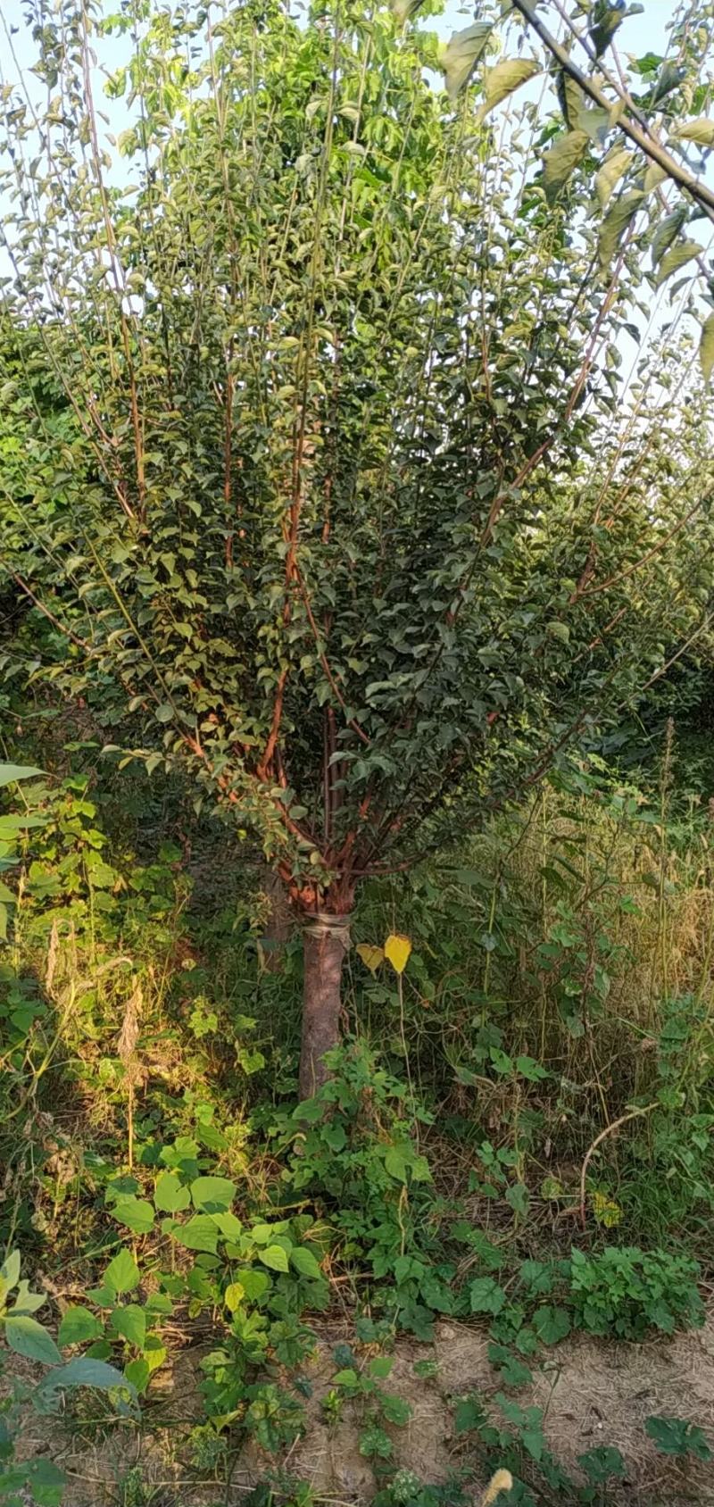 红梅