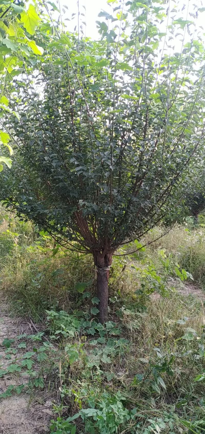 红梅