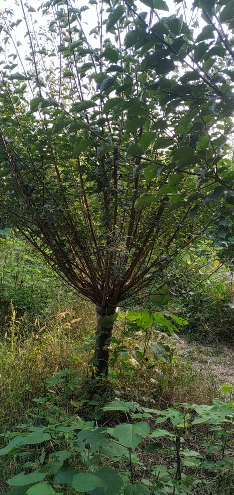 红梅