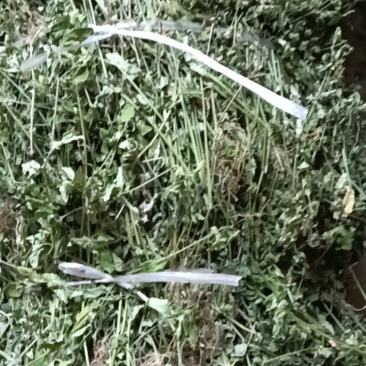 爵床，小青草