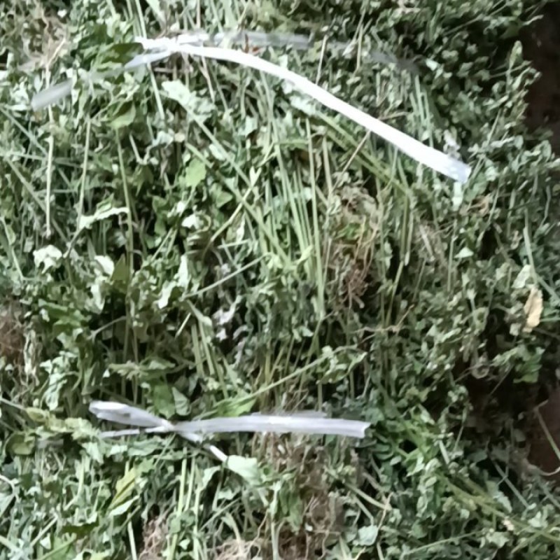 爵床，小青草