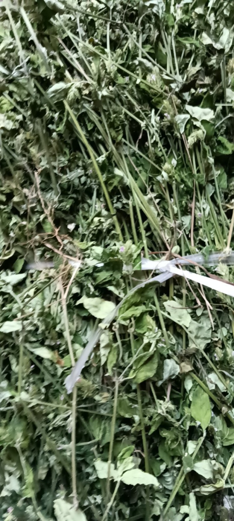 爵床，小青草