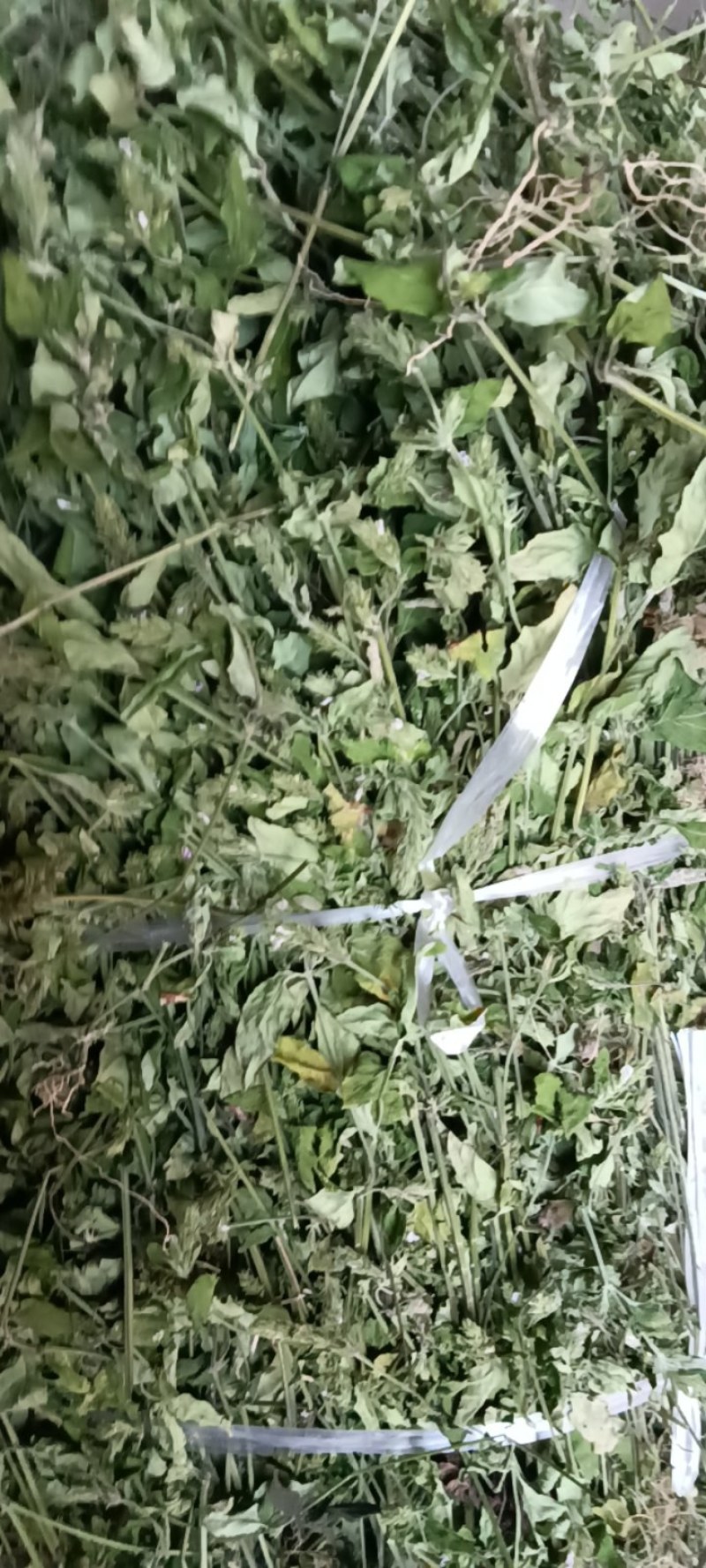爵床，小青草