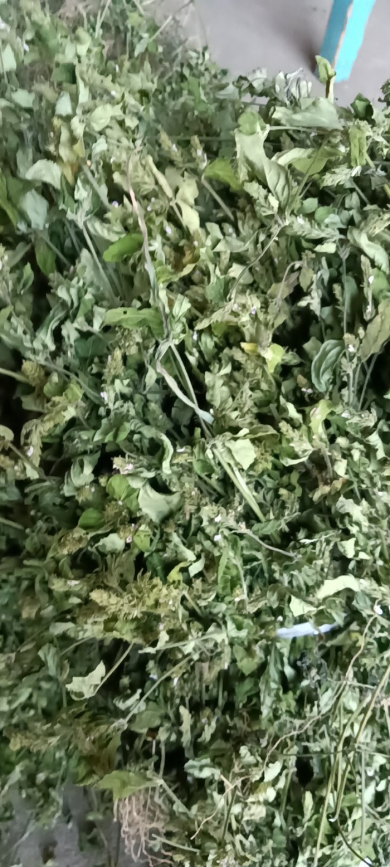 爵床，小青草