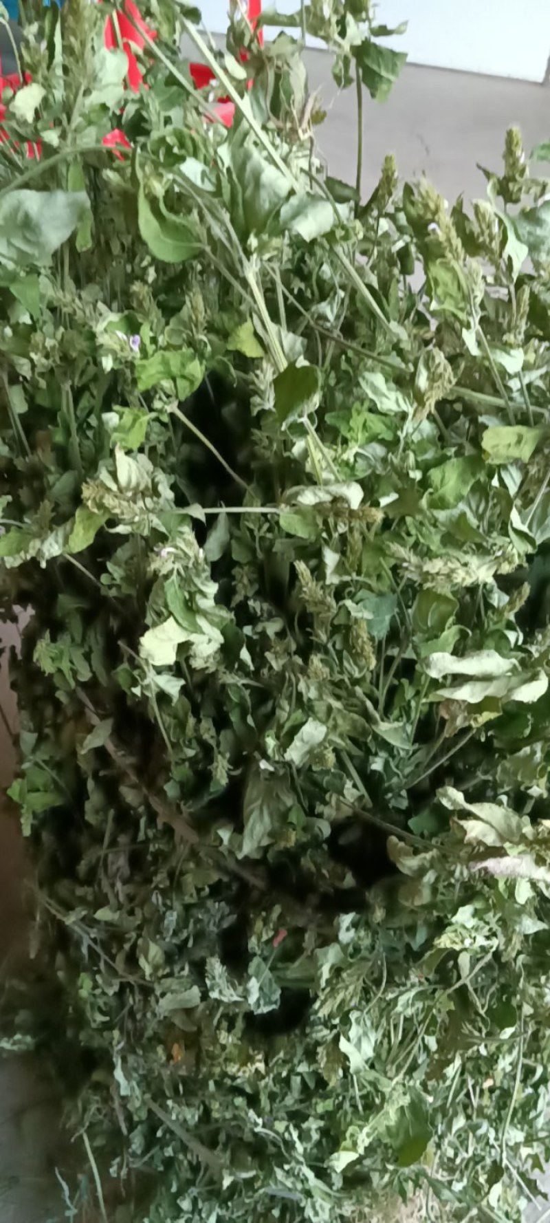 爵床，小青草