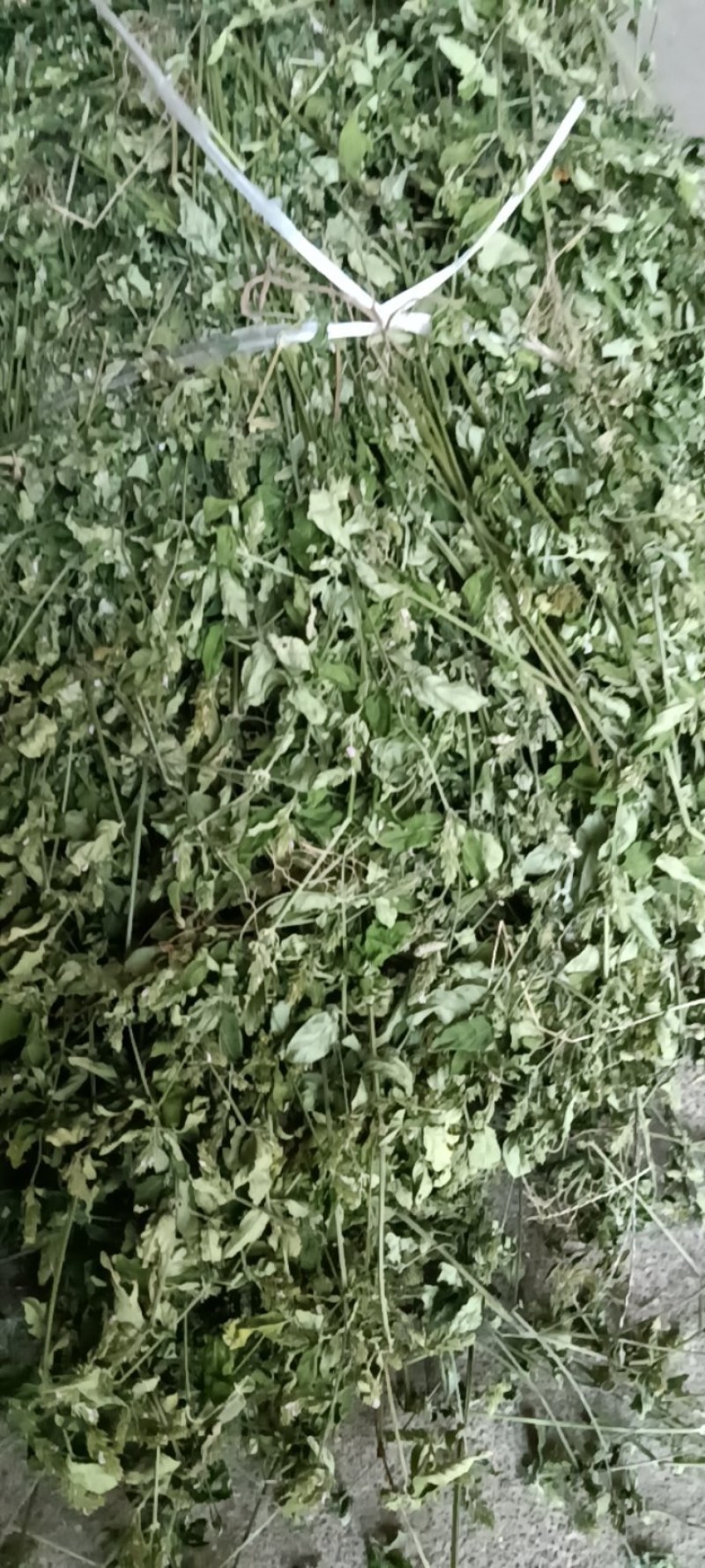 爵床，小青草