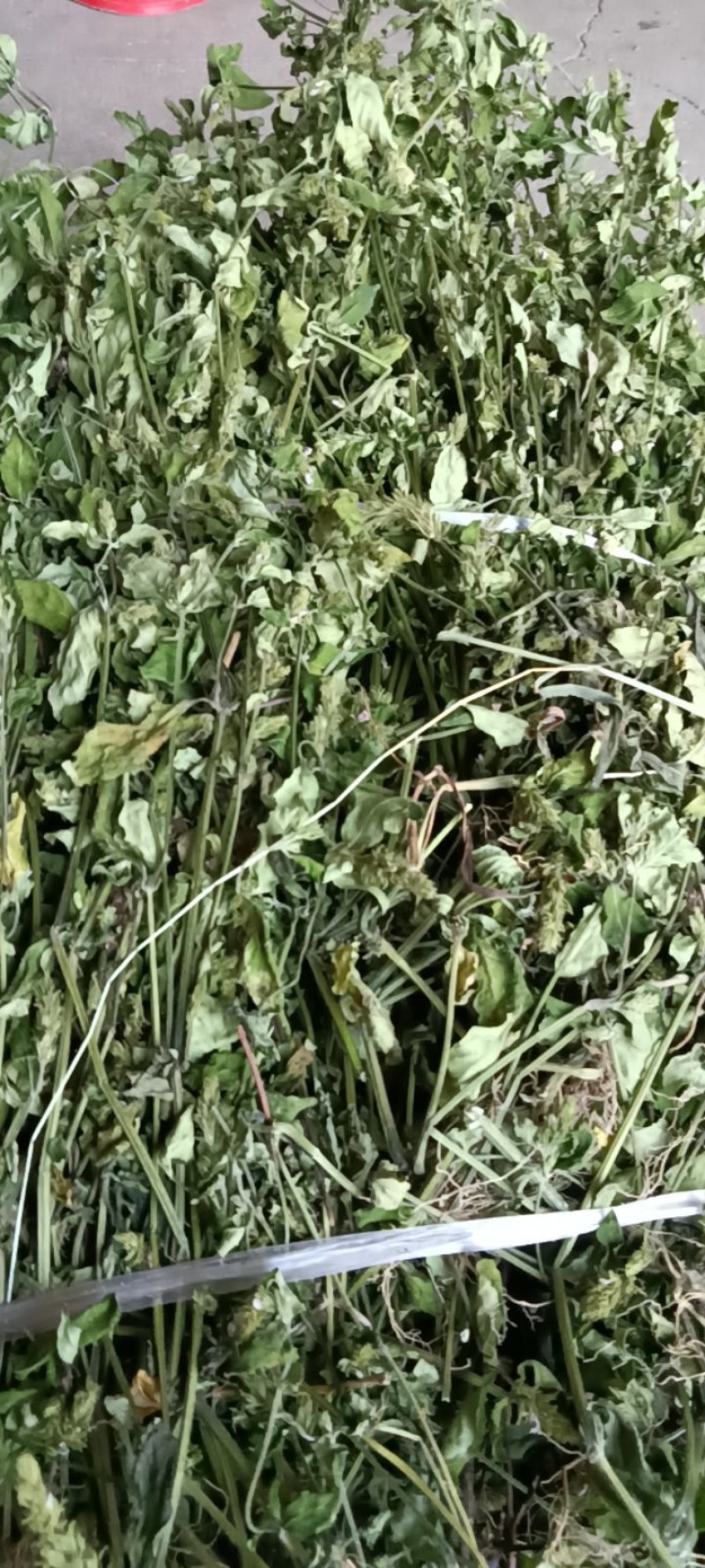 爵床，小青草