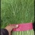 欢迎来电，精品【茴香】可供全国客商前来采购