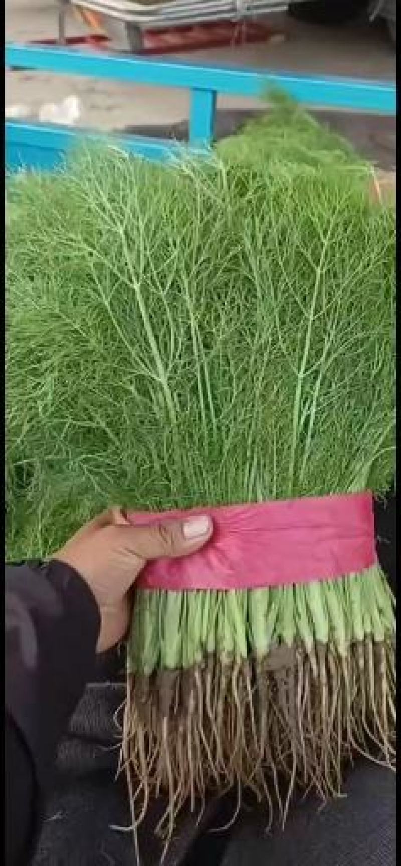 欢迎来电，精品【茴香】可供全国客商前来采购