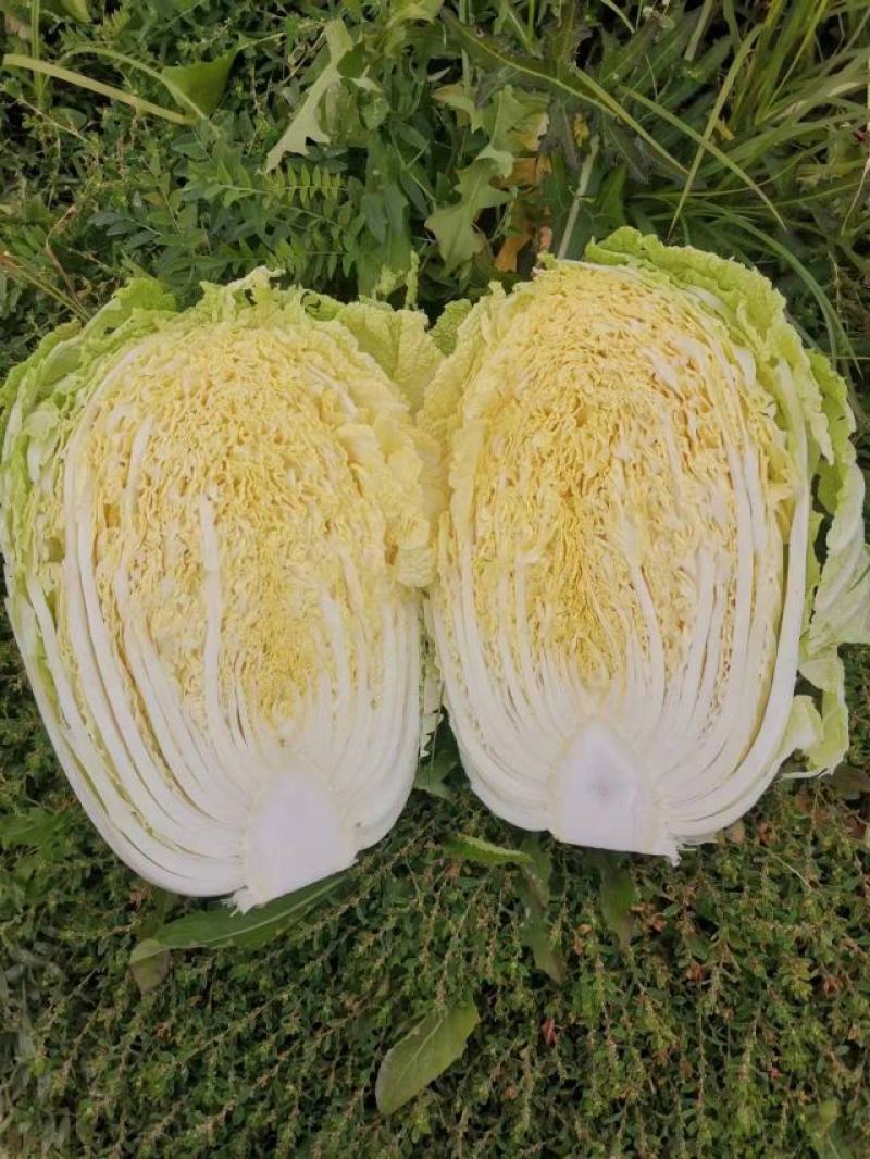 东北黄心白菜上市，量大质优，诚信代收代发全国