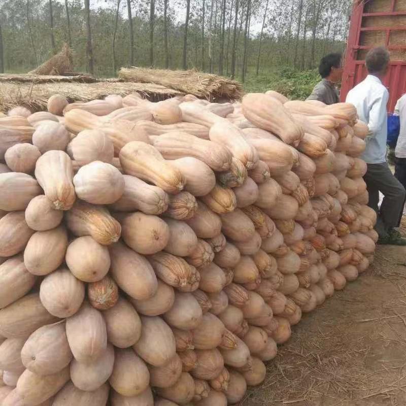 湖北金韩蜜本南瓜，万亩基地精品市场货，电商货养殖货