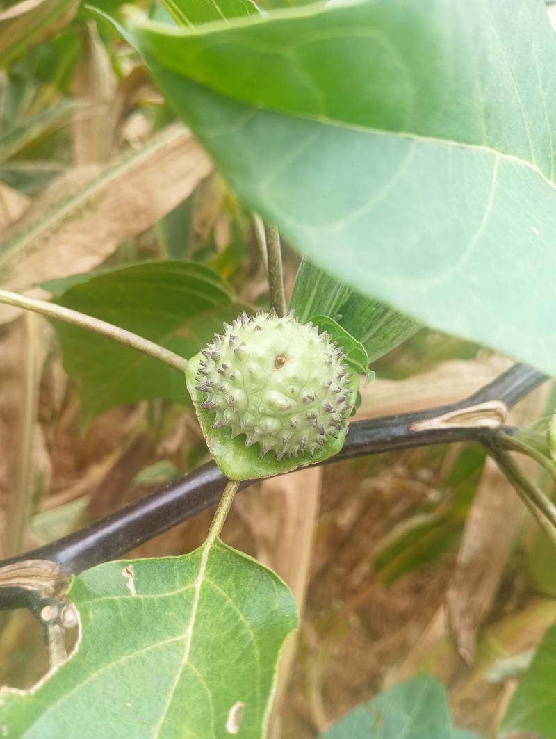 云南特产曼陀罗