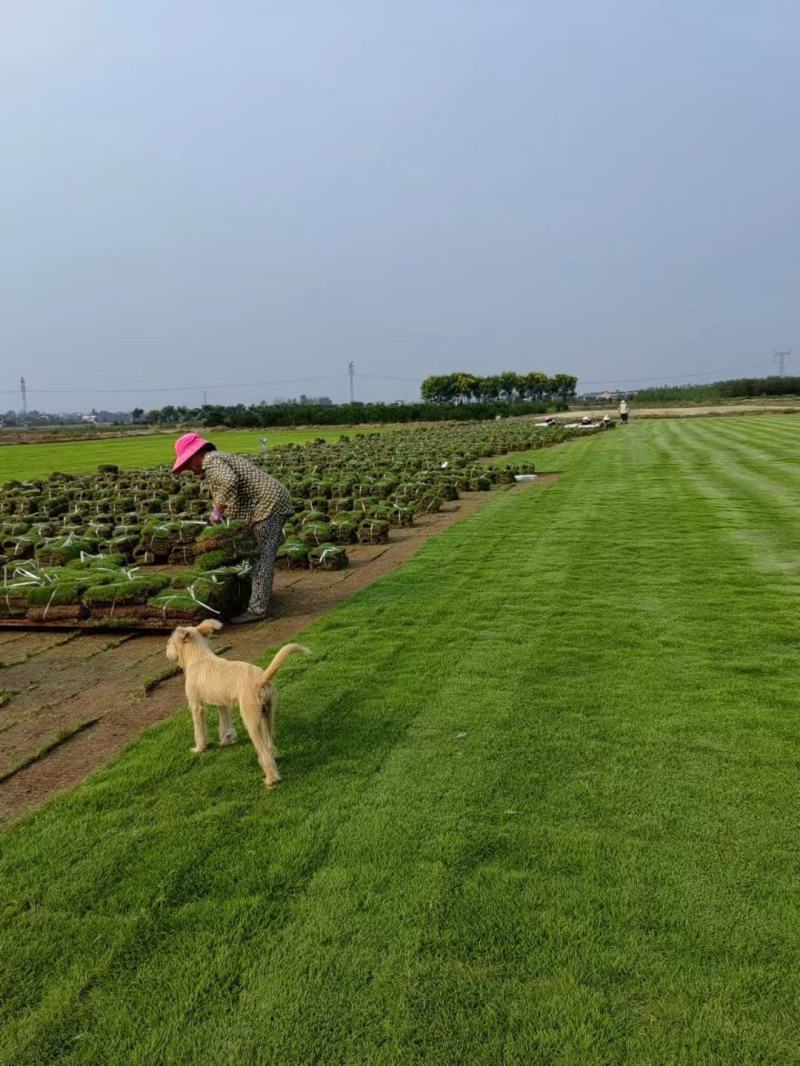 马尼拉草皮，一手货源，绿化工程（小区，公园，高速公路）