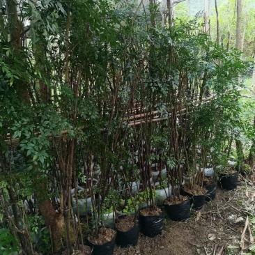 层次感南天竹