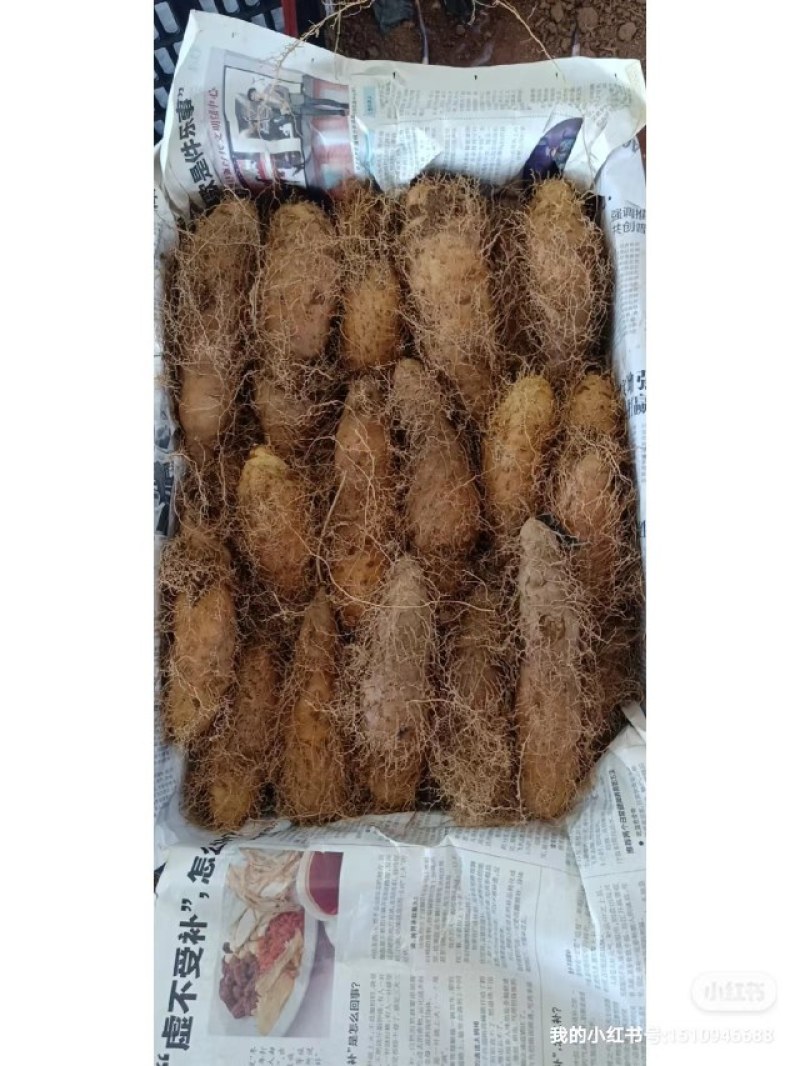 毛薯代收批发山药批发！大量货源！每一天三万斤左右