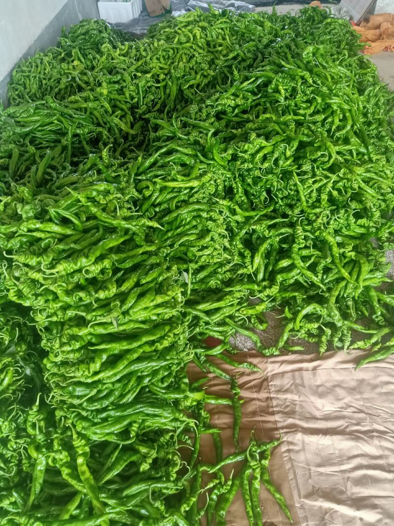 山东临沂市费县螺丝椒大棚辣椒鲜辣椒香辣可口价格低一手货源