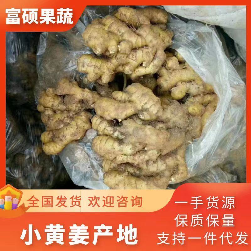山东大黄姜产地基地直发品质优价格好对接全国市场