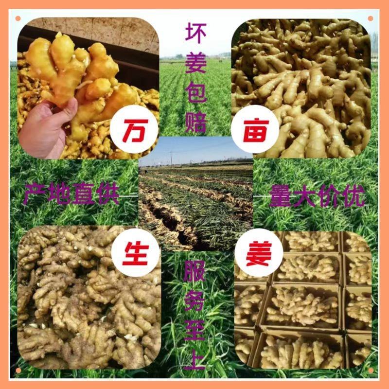 山东大黄姜产地基地直发品质优价格好对接全国市场