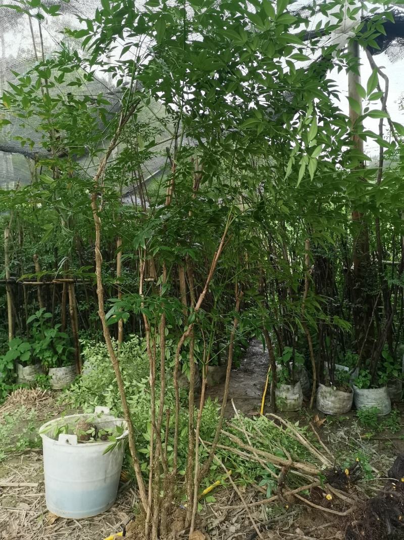 层次感南天竹