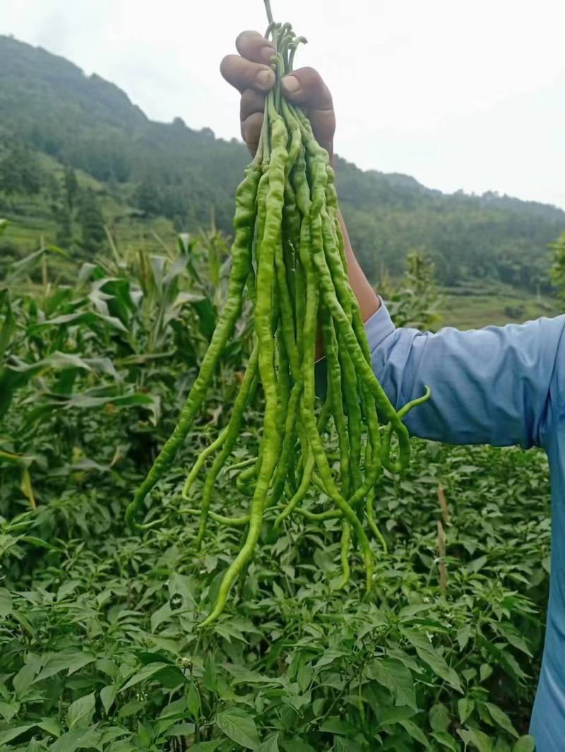 苏润苏号三号红线椒种子青红干三用特长红干鲜椒辣椒种子