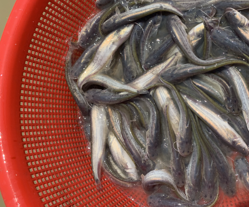 杂高大口鲶鱼苗，生长速度快，抗病毒能力强，养殖简单。