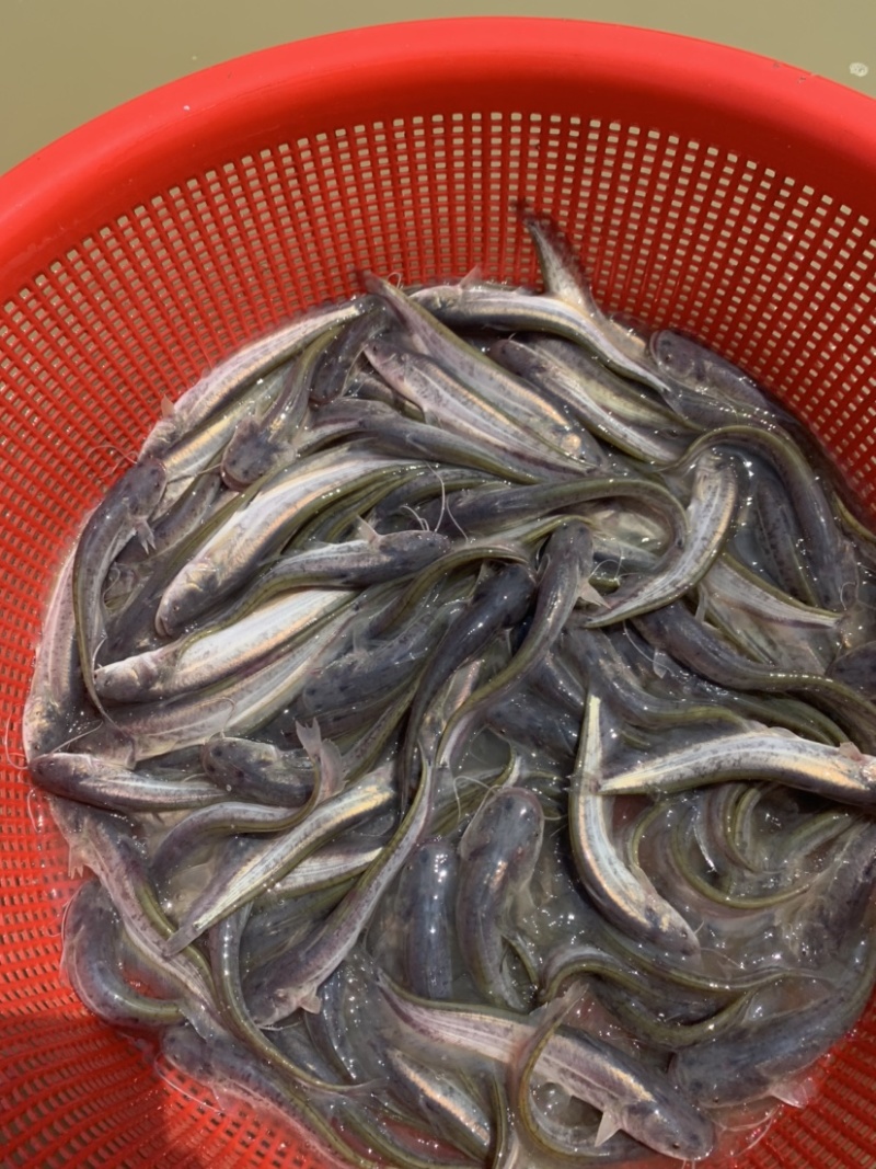 杂高大口鲶鱼苗，生长速度快，抗病毒能力强，养殖简单。