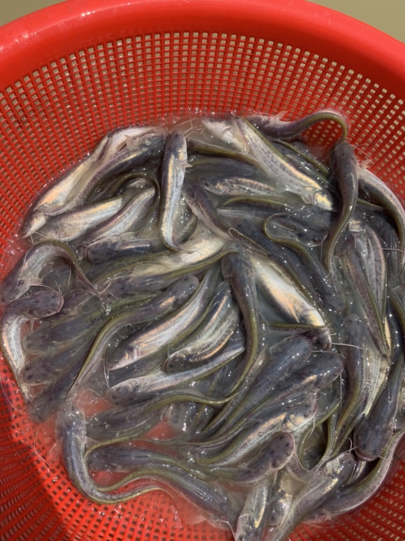 杂高大口鲶鱼苗，生长速度快，抗病毒能力强，养殖简单。