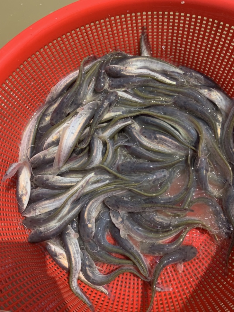 杂高大口鲶鱼苗，生长速度快，抗病毒能力强，养殖简单。