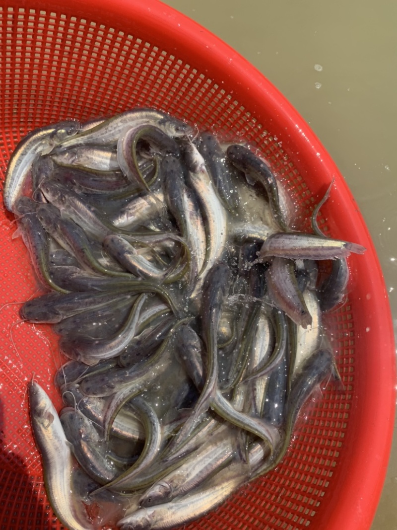 杂高大口鲶鱼苗，生长速度快，抗病毒能力强，养殖简单。