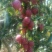 鸡心果