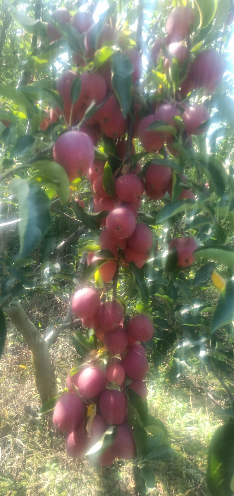 鸡心果