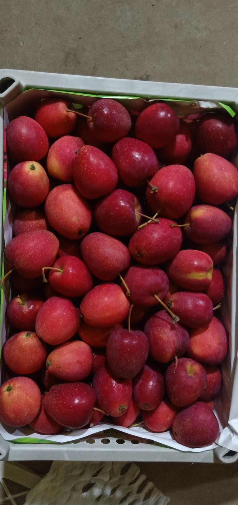 鸡心果