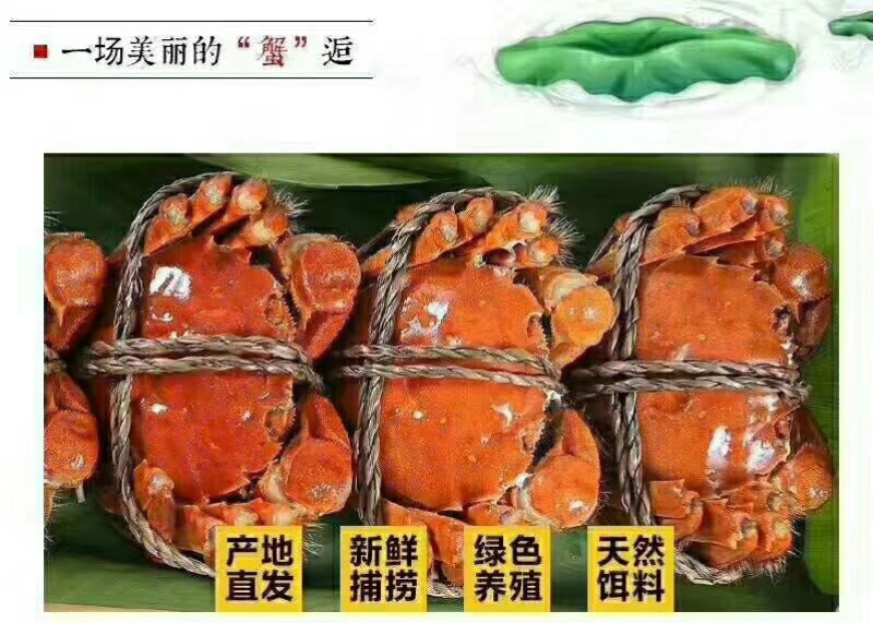 螃蟹