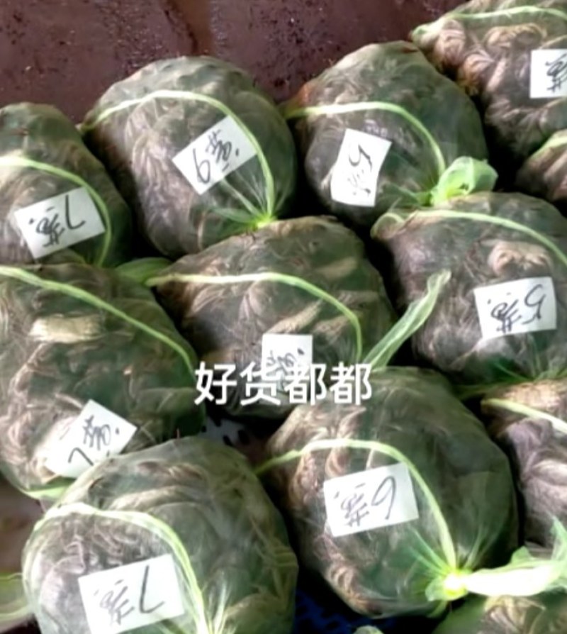 螃蟹