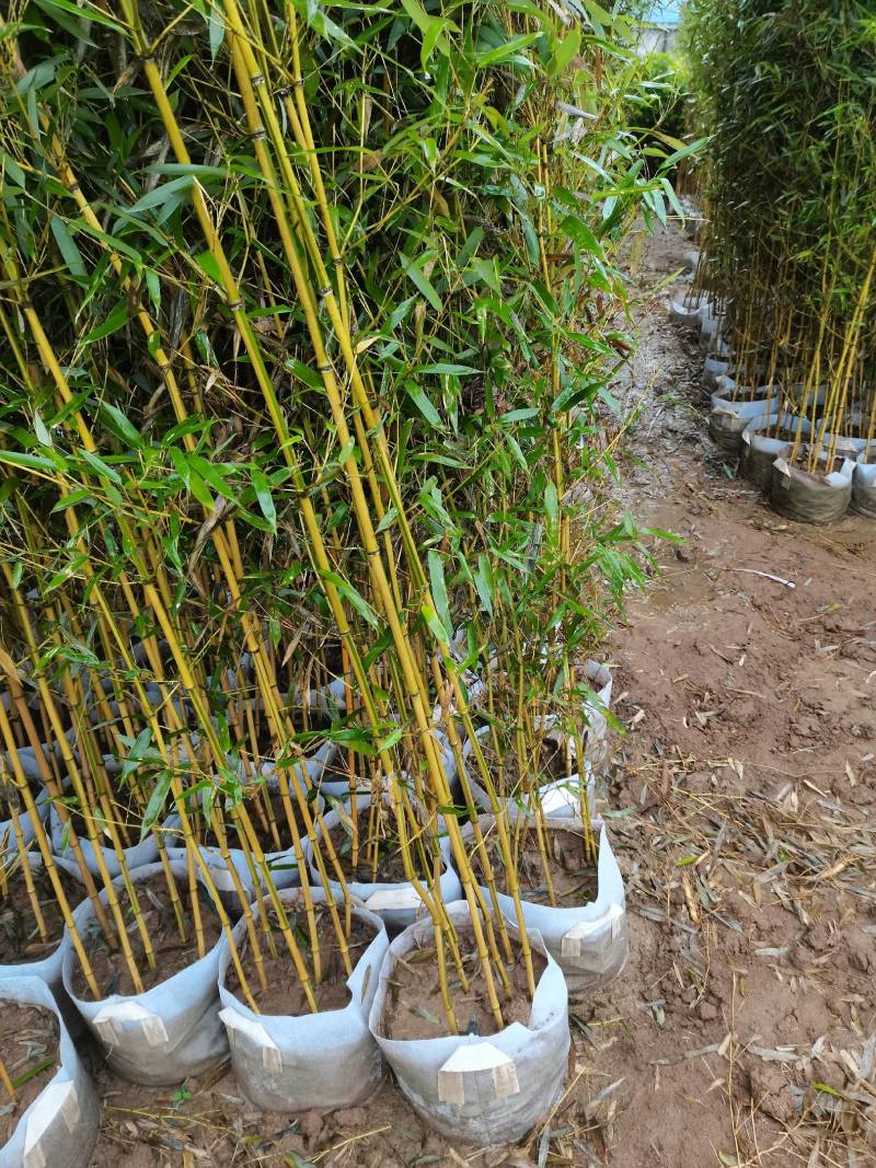 金镶玉竹，大量供应中欢迎订购罗汉竹批发市场大小都有
