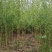 金镶玉竹，大量供应中欢迎订购罗汉竹批发市场大小都有