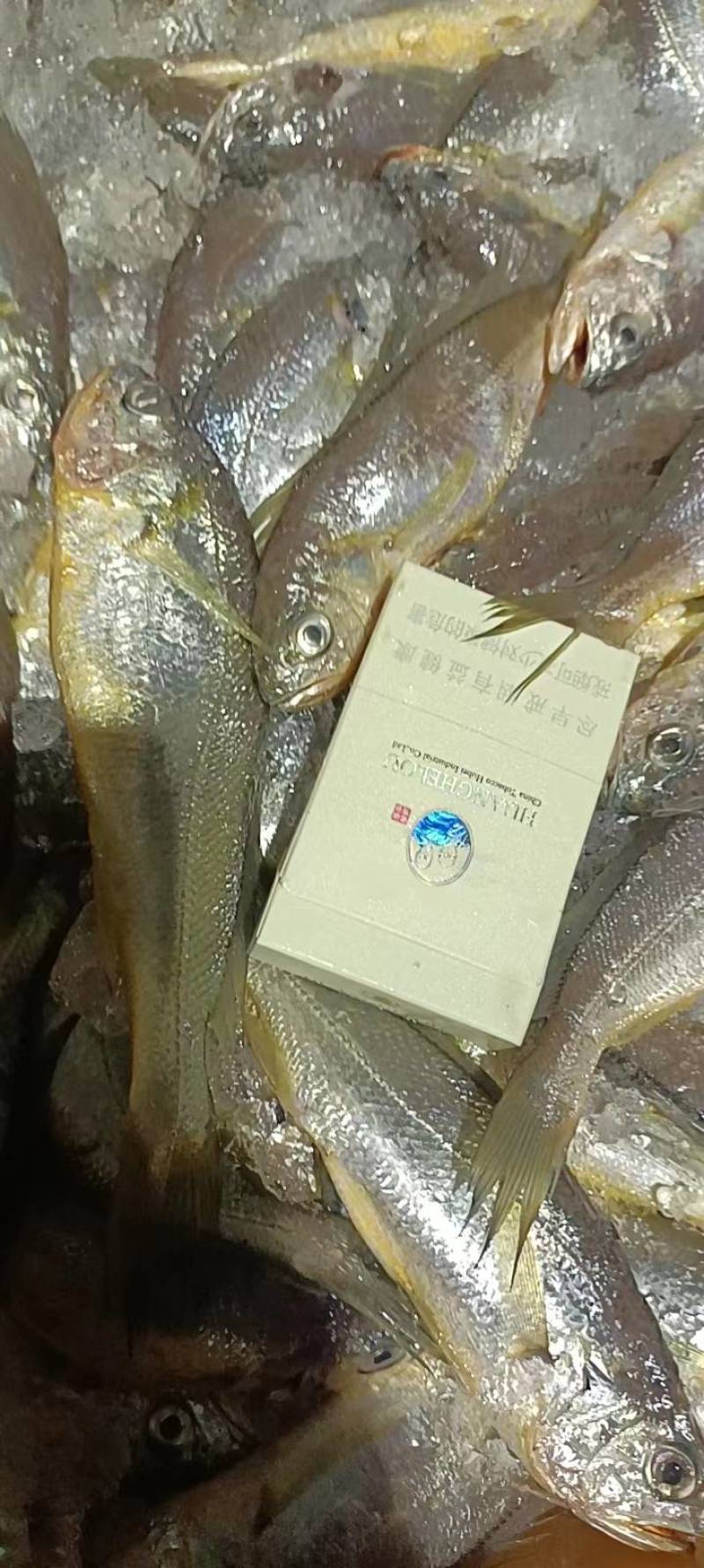 小黄花鱼新包装4斤每箱每斤10-11条价格超低