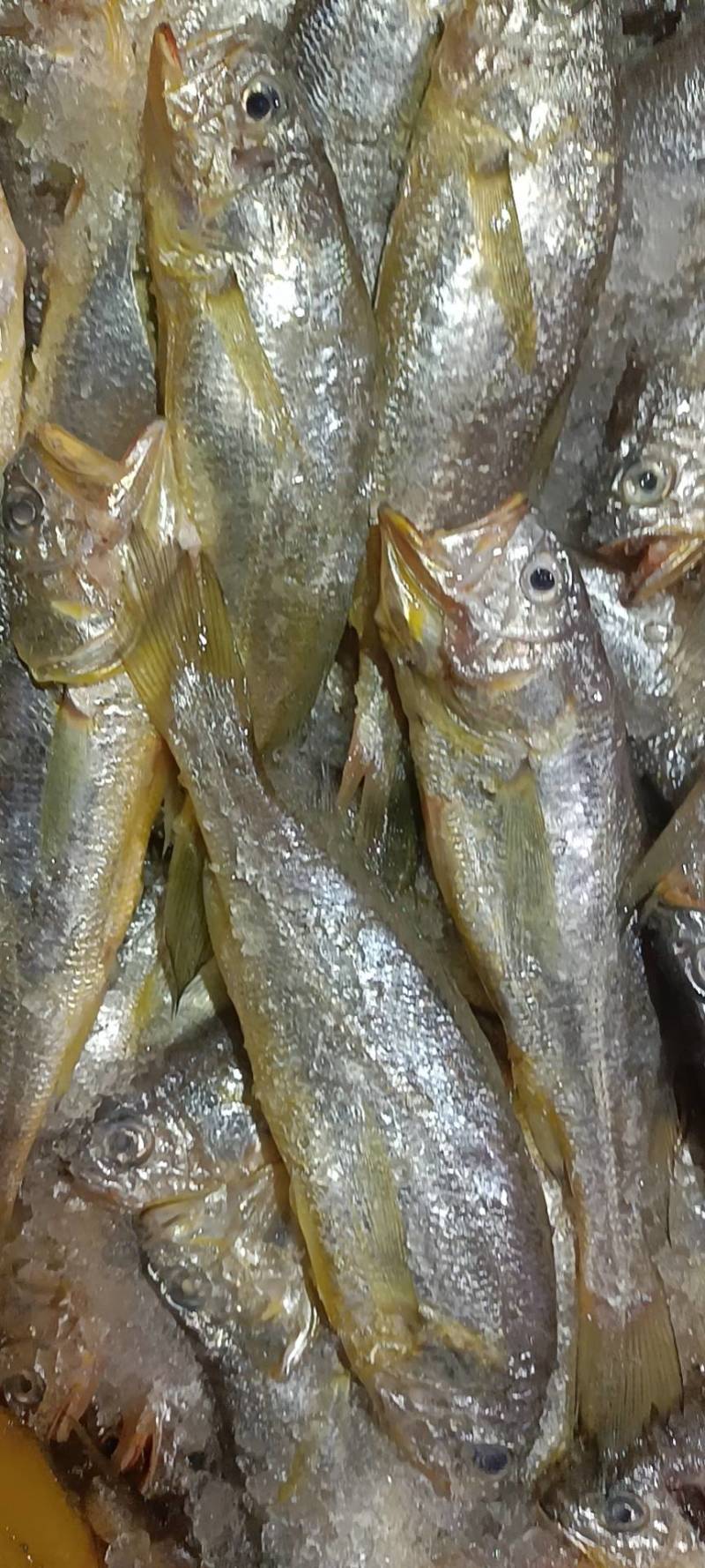 小黄花鱼新包装4斤每箱每斤10-11条价格超低