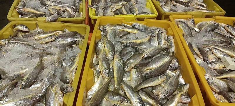 小黄花鱼新包装4斤每箱每斤10-11条价格超低
