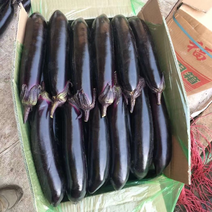紫力人，紫茄子承接全国订单，货源充足，产地直发