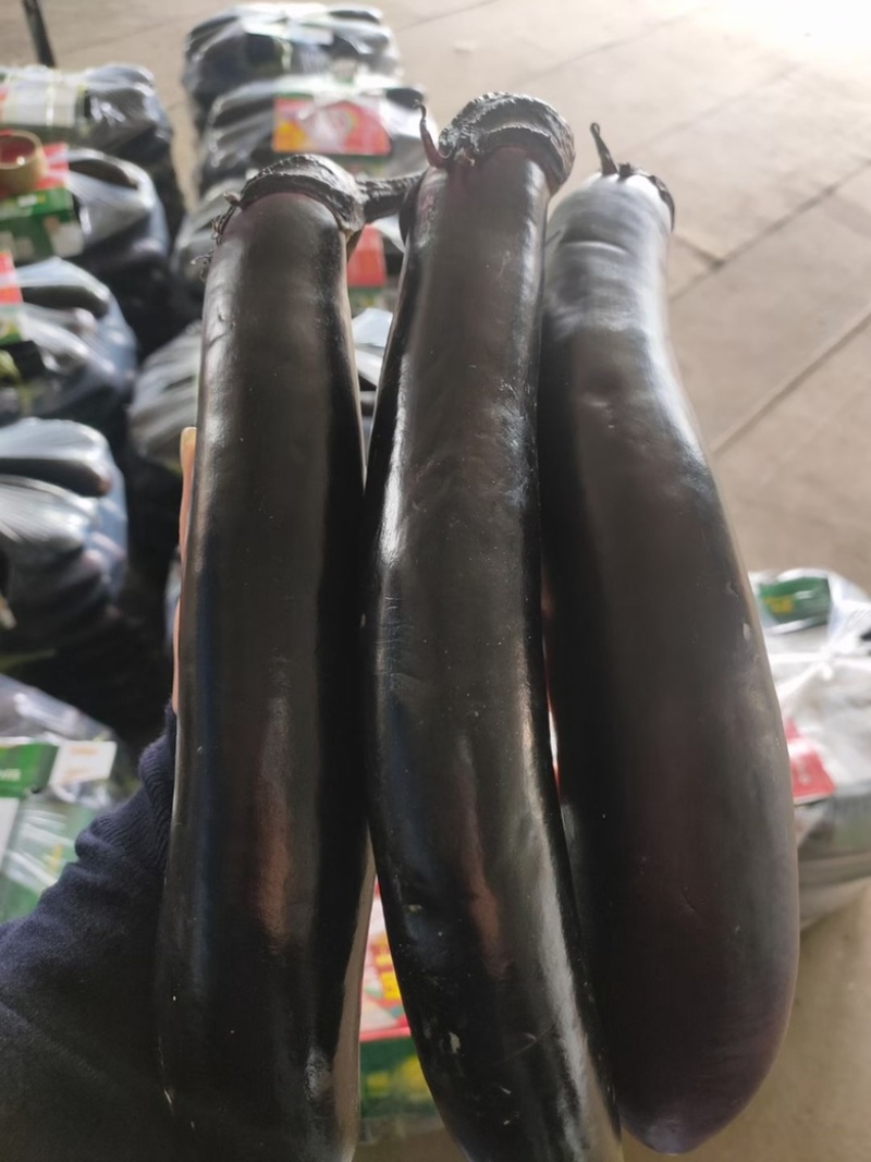 紫力人，紫茄子承接全国订单，货源充足，产地直发