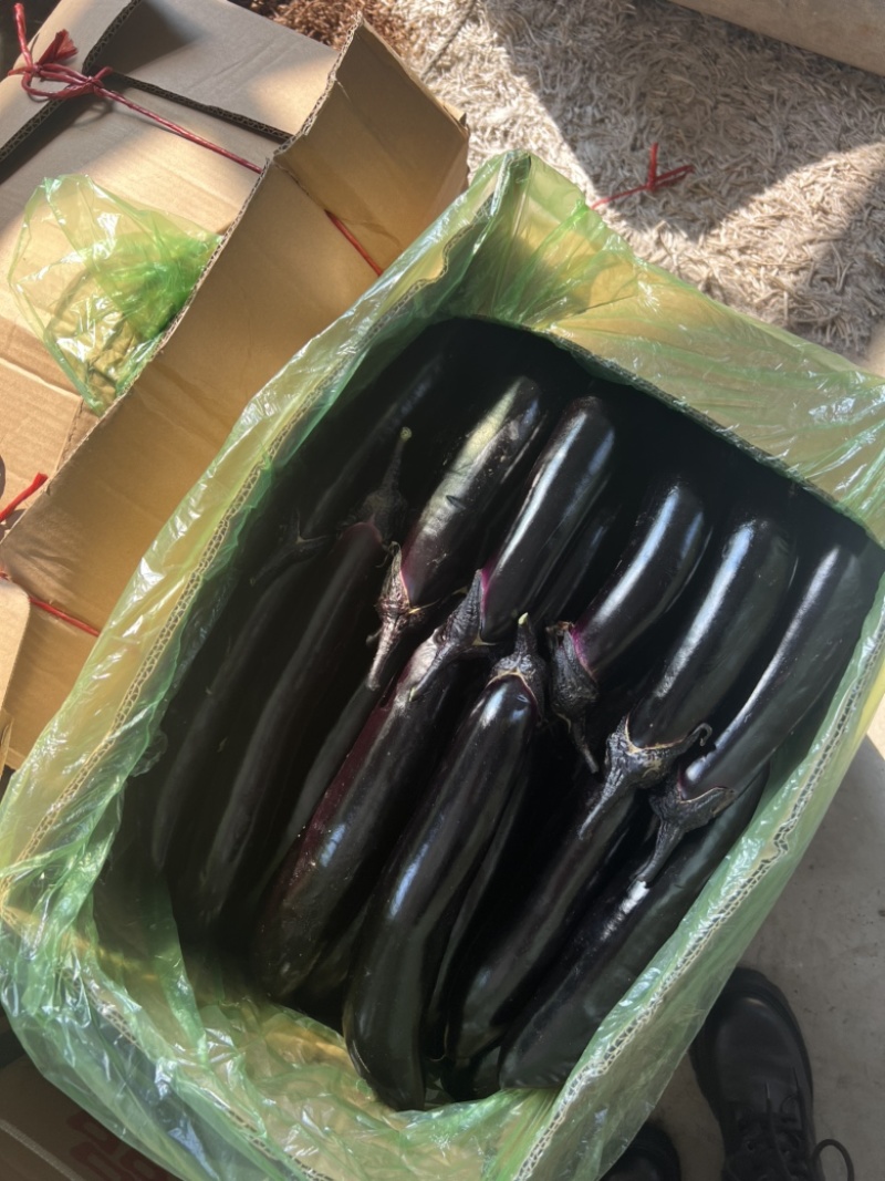 紫力人，紫茄子承接全国订单，货源充足，产地直发