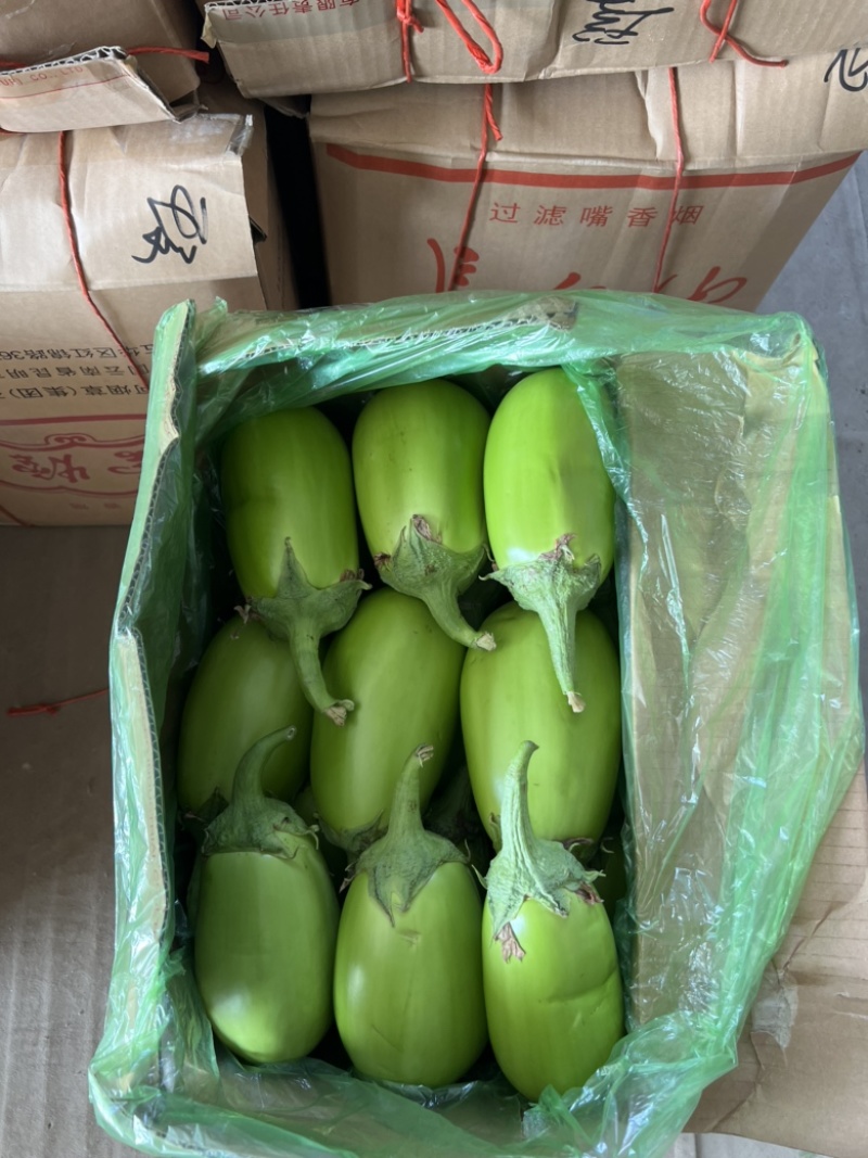 紫力人，紫茄子承接全国订单，货源充足，产地直发