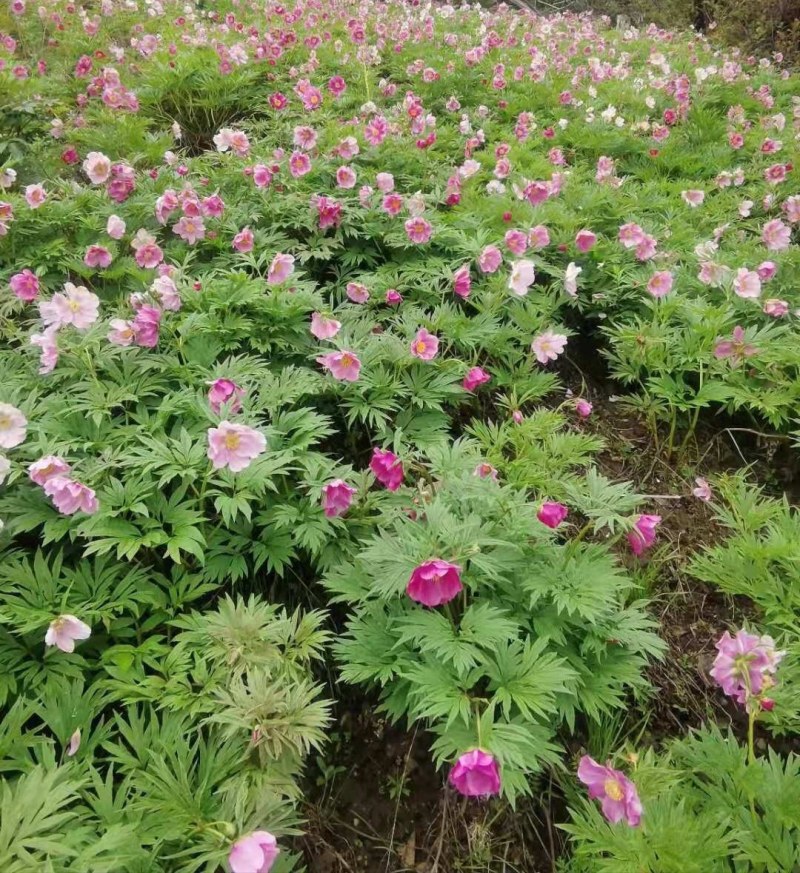 甘肃野生赤芍