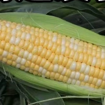 甜玉米，太阳花