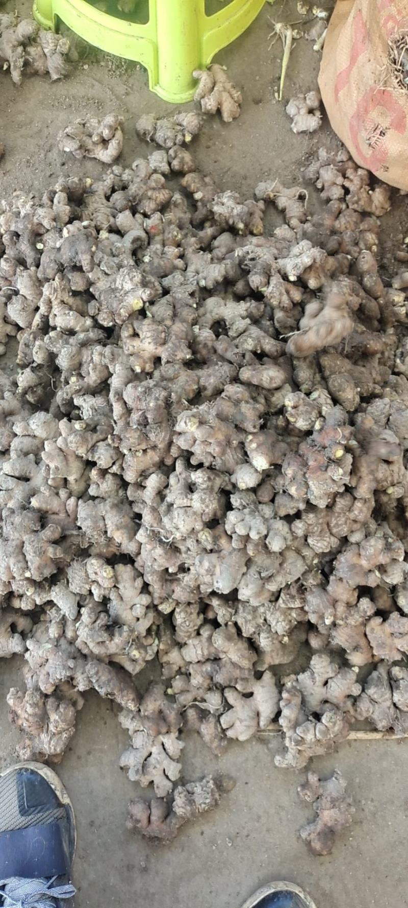 山洞精品小黄姜大量有货