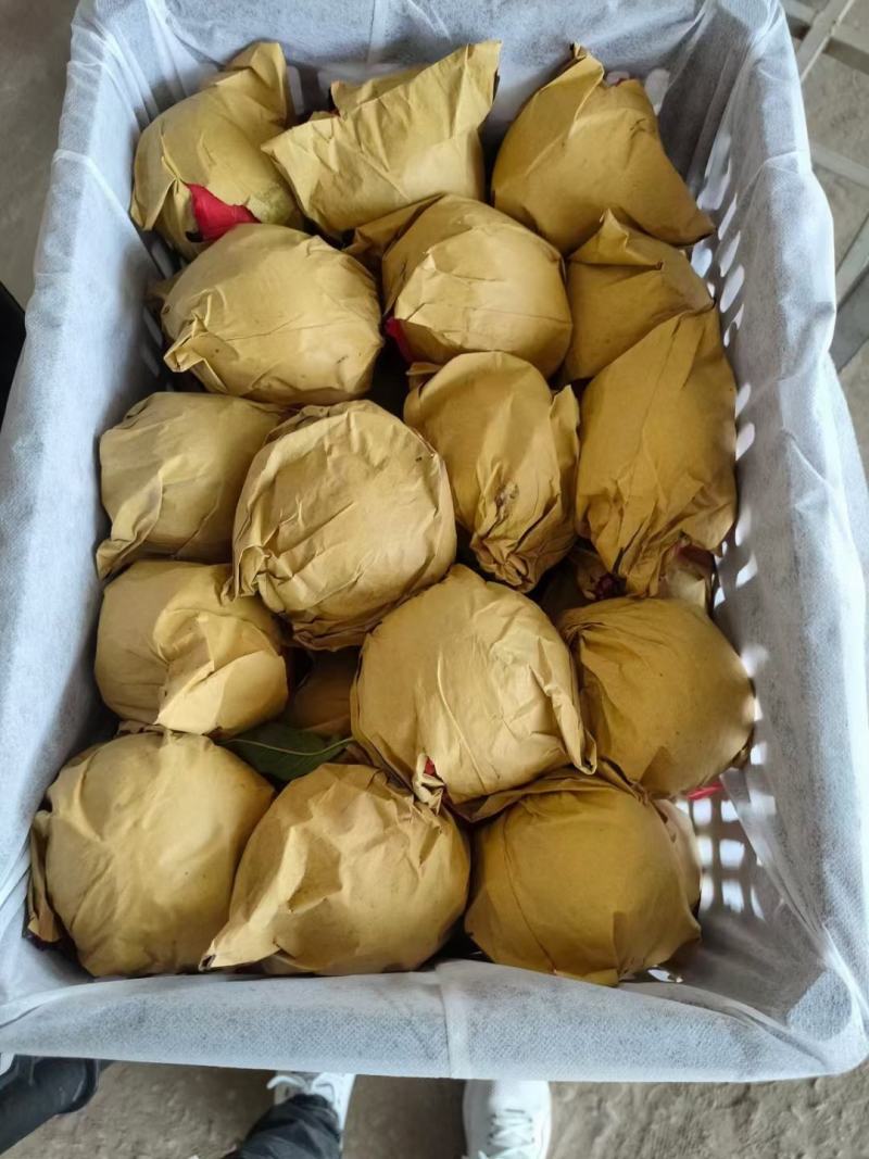陕西省黄金蜜西尾黄桃